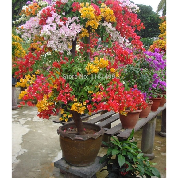 Meet your Posher, Monik - Picture 1 of 1